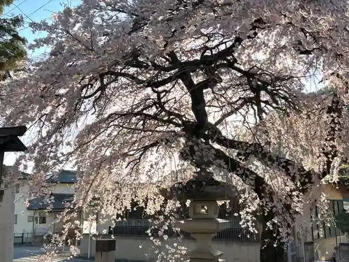 山家神社の自然