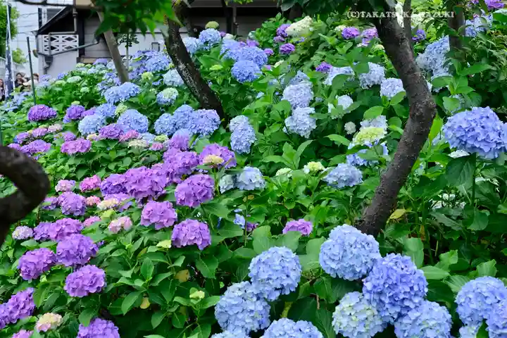 白山神社(東京都)