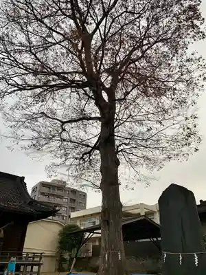 宮城野八幡神社(宮城県)
