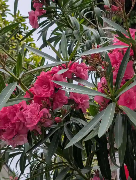 矢向日枝神社(神奈川県)