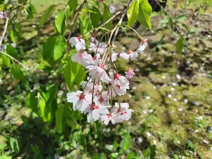 美瑛神社の自然