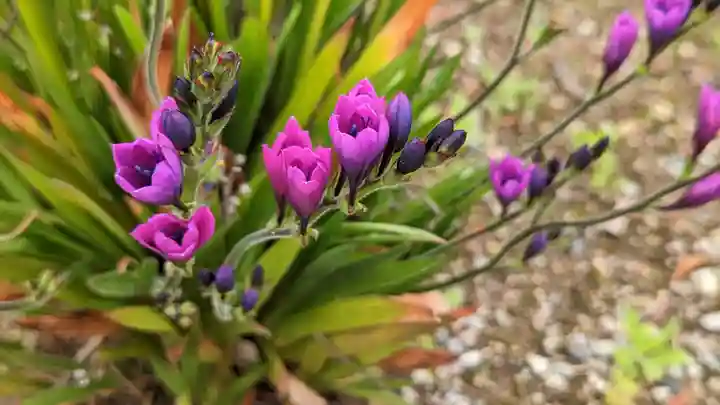 来迎寺(三重県)