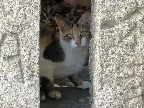 津田八幡神社の動物