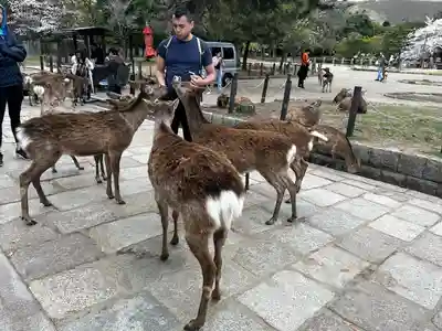 東大寺(奈良県)