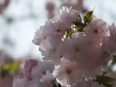 立志神社の自然