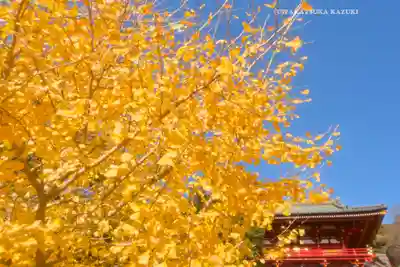 鶴岡八幡宮(神奈川県)
