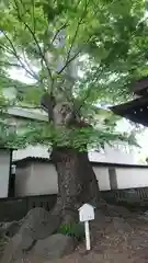 楊原神社の自然