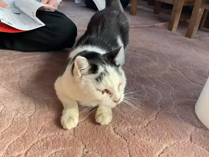 一心寺・一心禅寺の動物