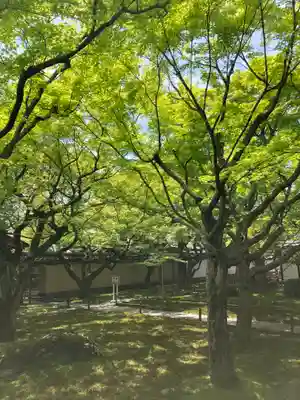 黄梅院(京都府)