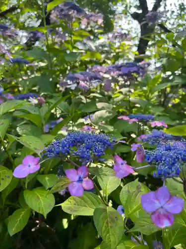 東大寺別院阿弥陀寺の自然