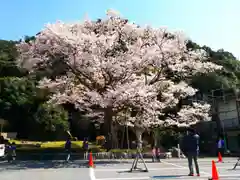 岐阜護國神社の自然