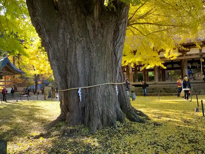 新宮熊野神社の自然