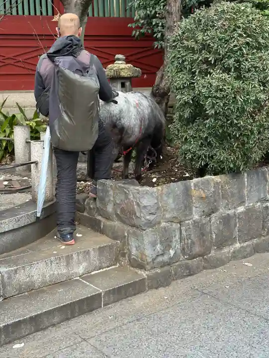 神田神社(神田明神)の動物