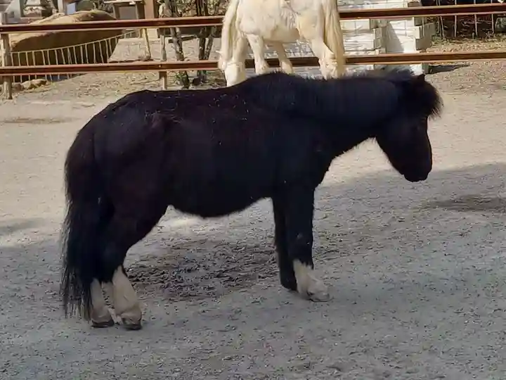 丹生川上神社(下社)(奈良県)
