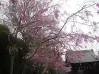 長勝寺の自然