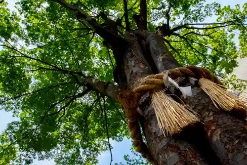 子安神社の自然