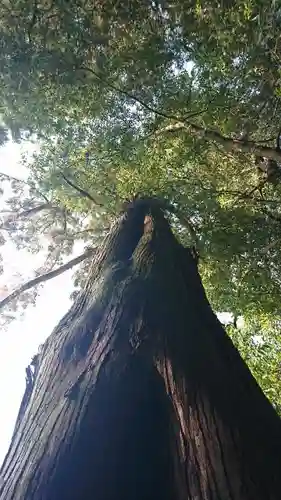 菅東山出世稲荷神社の自然