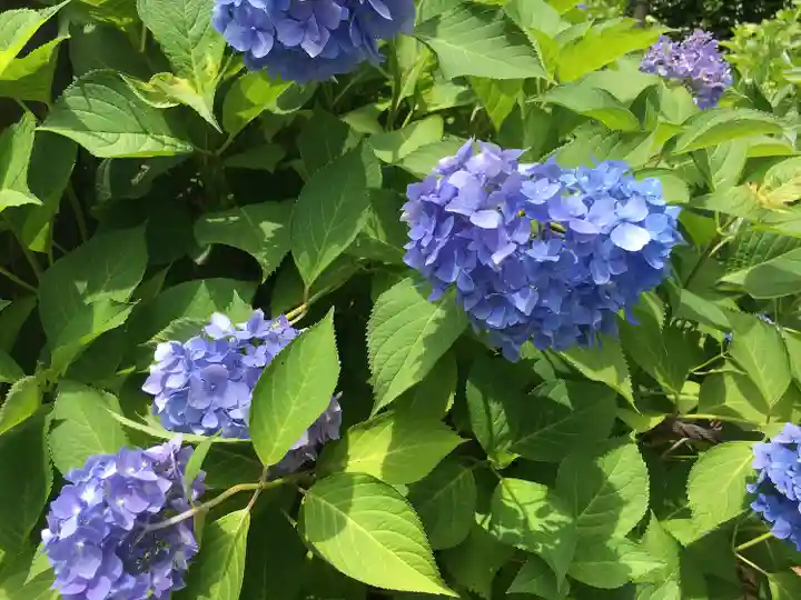 三室戸寺の自然