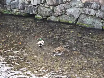 藤木社(賀茂別雷神社末社)(京都府)