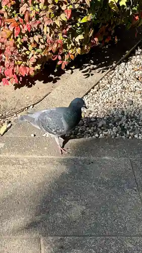 高津宮(大阪府)