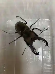 留辺蘂神社の動物(2024年06月08日(土) 19時15分43秒投稿)