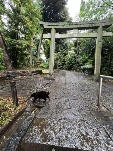 代々木八幡宮の動物