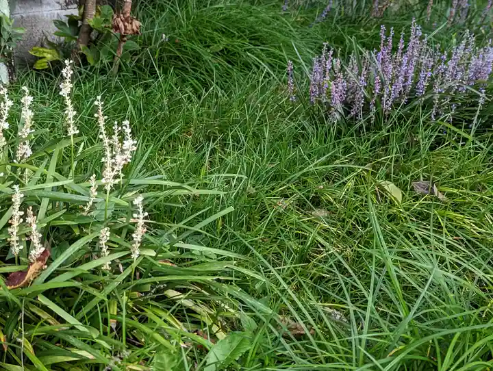 護国寺(山科檀林)(京都府)