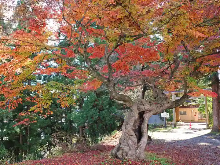 鮎貝八幡宮の自然
