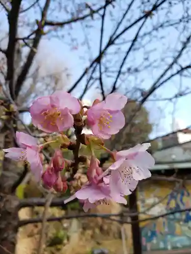 鳩森八幡神社の自然