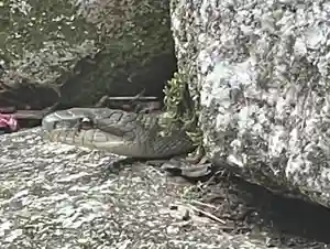 伊勢の国 四天王寺の動物(2022年09月02日(金) 23時29分45秒投稿)