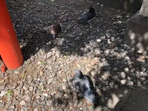 花園神社の動物