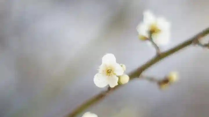 御霊神社の自然