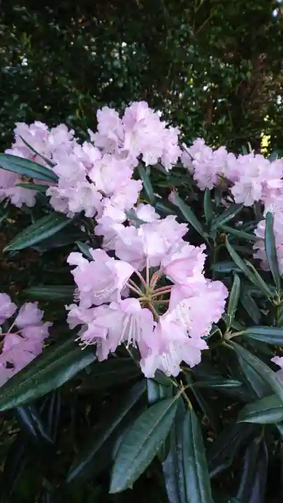 高千穂神社の自然