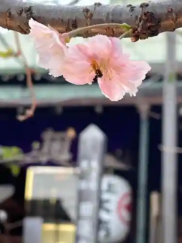 大坊本行寺の自然