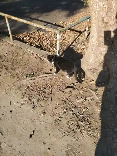 息栖神社の動物