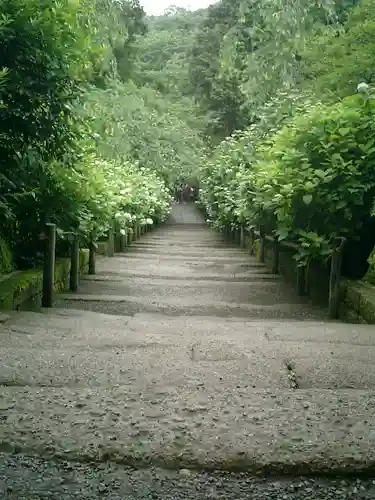 明月院の庭園