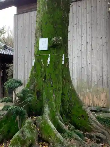 豊武神社の自然