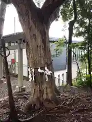 玉前神社の自然