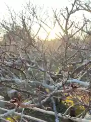 仁和寺の自然