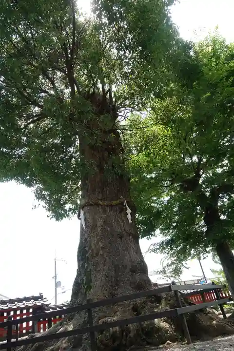 日吉御田神社の自然