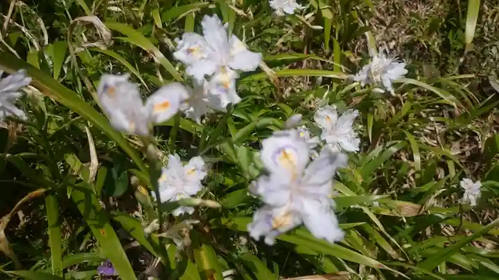長壽寺(長寿寺)の自然