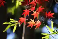 田村神社の自然
