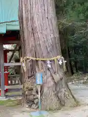 雲八幡宮の自然