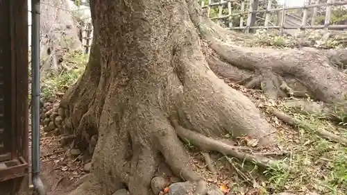 正一位霊験稲荷神社の自然