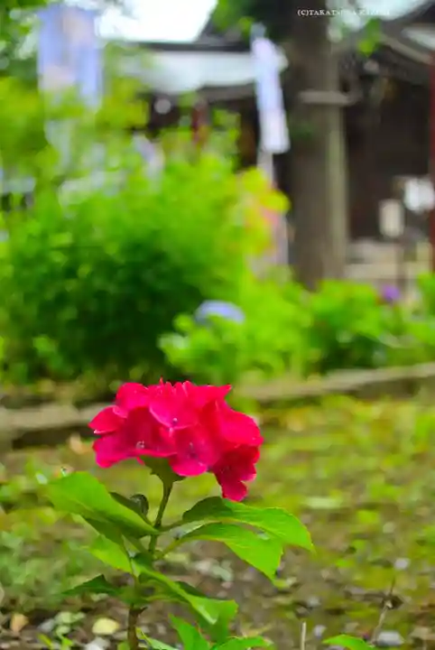 磐井神社(東京都)