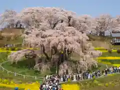 瀧桜神明宮(福島県)