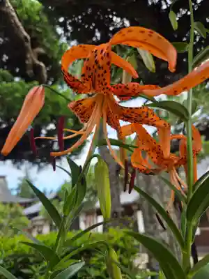 沙沙貴神社(滋賀県)