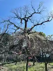 道明寺天満宮(大阪府)