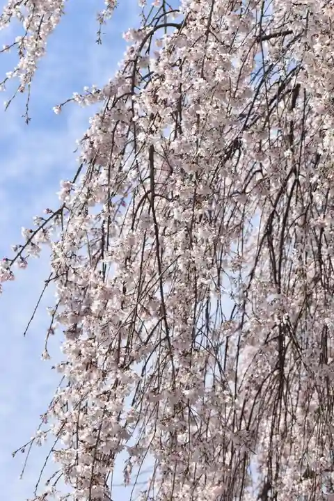 本満寺(本願満足寺)の自然