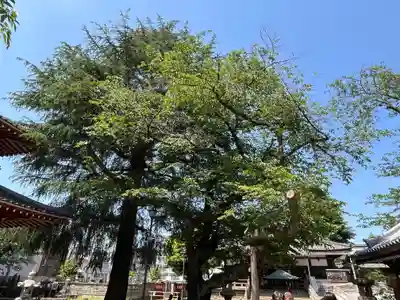 新井薬師（梅照院）(東京都)